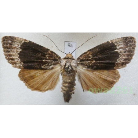 Amphipyra perflua (Fabricius, 1787) Slovakia9a
